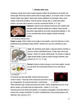 Referāts 'Alkohols jauniešu vidē', 14.