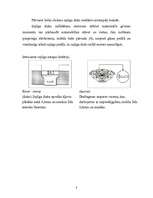 Referāts 'Sajūgs', 8.