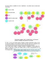 Konspekts 'Likumiskā mantošana', 2.
