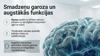 Prezentācija 'Kāpēc mūžizglītība palīdz uzturēt smadzeņu elastību', 4.