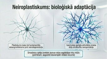 Prezentācija 'Kāpēc mūžizglītība palīdz uzturēt smadzeņu elastību', 11.