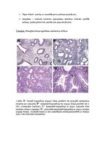 Konspekts 'Kļūdu labojums patoloģijā', 3.