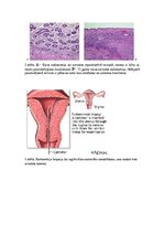 Konspekts 'Kļūdu labojums patoloģijā', 4.