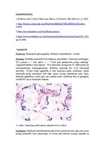 Konspekts 'Kļūdu labojums patoloģijā', 11.