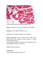 Konspekts 'Kļūdu labojums patoloģijā', 13.