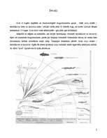 Referāts 'Zivis', 2.