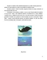 Referāts 'Zivis', 6.