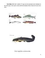 Referāts 'Zivis', 8.