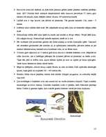 Referāts 'Zivis', 10.