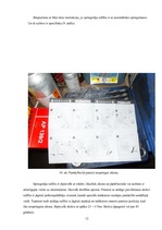 Prakses atskaite 'Automehāniķa kvalifikācijas prakses atskaite', 12.