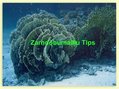 Prezentācija 'Zarndobumaiņu tips', 1.
