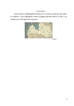 Referāts 'Latvijas pilis', 4.