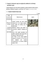 Referāts 'Dabas liegums "Ābeļi"', 17.