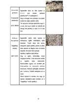 Referāts 'Dabas liegums "Ābeļi"', 18.