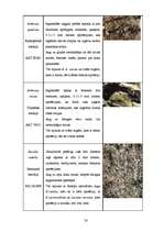 Referāts 'Dabas liegums "Ābeļi"', 19.