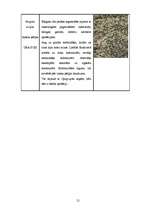 Referāts 'Dabas liegums "Ābeļi"', 20.