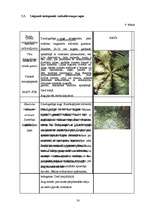 Referāts 'Dabas liegums "Ābeļi"', 29.