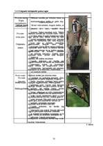 Referāts 'Dabas liegums "Ābeļi"', 31.