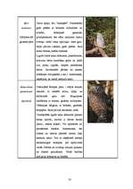 Referāts 'Dabas liegums "Ābeļi"', 32.