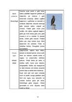 Referāts 'Dabas liegums "Ābeļi"', 33.