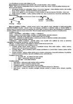Konspekts 'Valsts pedagoģijas eksāmens', 37.