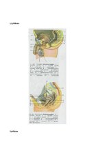 Referāts 'Kontracepcijas līdzekļi un izsargāšanās no grūtniecības', 19.