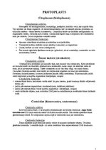 Konspekts 'Protoplasts', 1.
