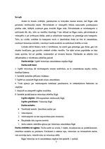 Referāts 'Veloceliņi Rīgā un to izmantošanas iespējas', 3.