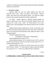 Referāts 'Grāmatvedības uzskaites sistēmas plāns uzņēmumam "Saulīte"', 10.