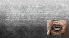 Referāts 'Aitkopība', 5.