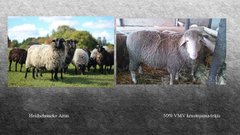 Referāts 'Aitkopība', 14.