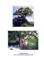Konspekts 'Šakāļogu koks (Jackal Berry Tree) - koka apraksts', 2.