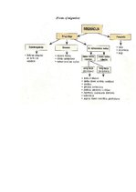 Konspekts 'Migrācija, tās termini', 3.