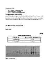 Paraugs 'Uzbudināmie audi', 2.