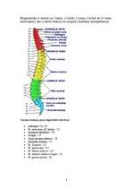 Konspekts 'Skelets', 8.