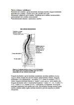 Konspekts 'Skelets', 9.