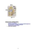 Konspekts 'Skelets', 10.