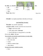 Konspekts 'Latvijas vēstures apkopojums', 13.