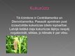 Prezentācija 'Pārtikā izmantojamie Dienvidamerikas augi', 13.