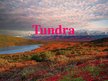 Prezentācija 'Tundra', 1.