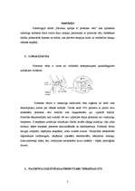 Konspekts 'Prostatas vēža pacientu aprūpe', 2.