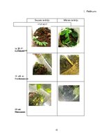 Prakses atskaite 'Dzīve stikla tilpnē', 18.
