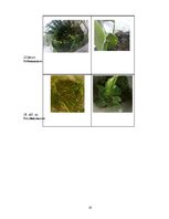 Prakses atskaite 'Dzīve stikla tilpnē', 19.