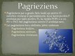 Prezentācija 'Ģeometriskie pārveidojumi dabā', 7.