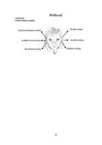 Referāts 'Neirolingvistiskā programmēšana, cilvēku tipi', 30.