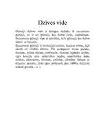 Referāts 'Gliemji', 6.