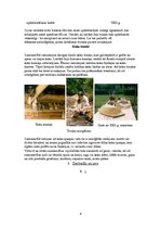 Prezentācija 'Senās vides darbnīca', 4.