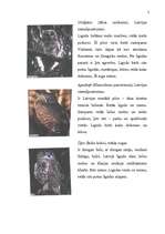 Referāts 'Latvijas pūces', 2.