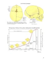 Konspekts 'Nobrieduša augļa galva', 3.