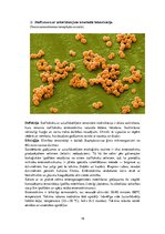 Konspekts 'Patogēnie koki', 18.